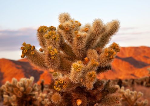 Cholla Cactus Garden Sunset Mojave Desert Joshua Tree National Park California  Teddy bear Cholla Cactus Cylindropuntia bigelovii Named for a teddy bear because from distance looks furry.