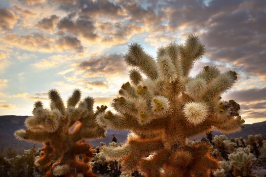 Cholla Cactus Garden Sunset Mojave Desert Joshua Tree National Park California  Teddy bear Cholla Cactus Cylindropuntia bigelovii Named for a teddy bear because from distance looks furry.