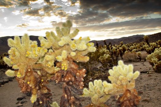 Cholla Cactus Garden Sunset Mojave Desert Joshua Tree National Park California  Teddy bear Cholla Cactus Cylindropuntia bigelovii Named for a teddy bear because from distance looks furry.