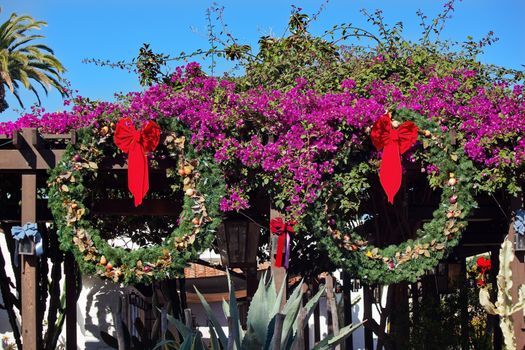 Christmas Wreath Decorations Purple Bounganvilla Purple Cactus Garden Old San Diego Town California