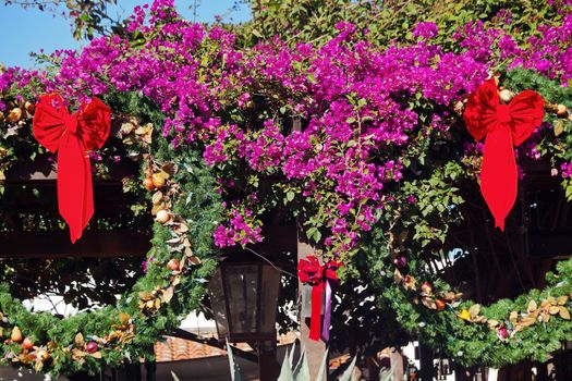 Christmas Wreath Decorations Purple Bounganvilla Purple Cactus Garden Old San Diego Town California