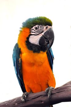 portrait macaw bird isolated on white background 