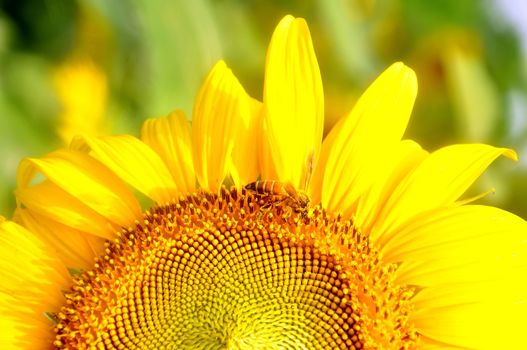 closeup of bee and sunflower