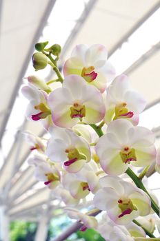 Beautiful white orchid bloom in garden in summer