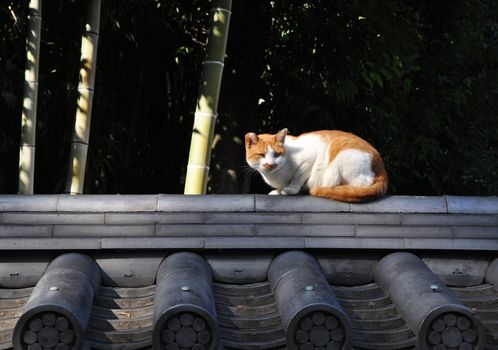 Stray cat on the roof in Kyoto, Japan 