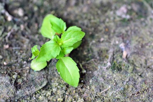 Young tree growing on piece of rock 