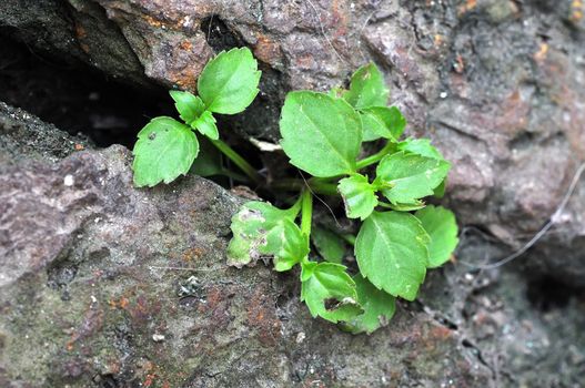 Young tree growing on piece of rock 