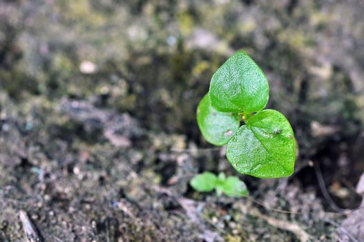 Young tree growing on piece of rock 