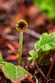 close up picture of the  gerber flower