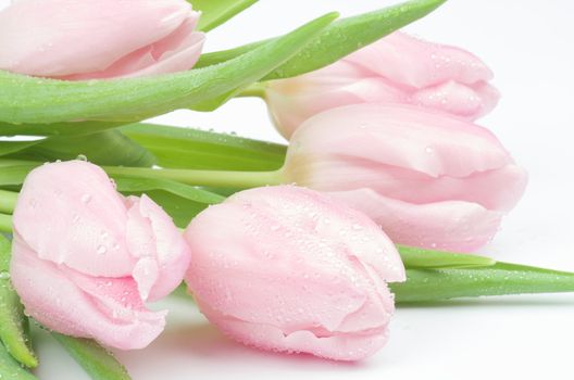 Five Beautiful Spring Pink Tulips with Droplets closeup on white background