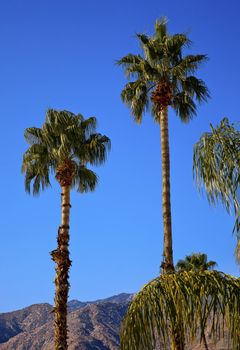 Fan Palms Trees Palm Springs California washingtonia filifera