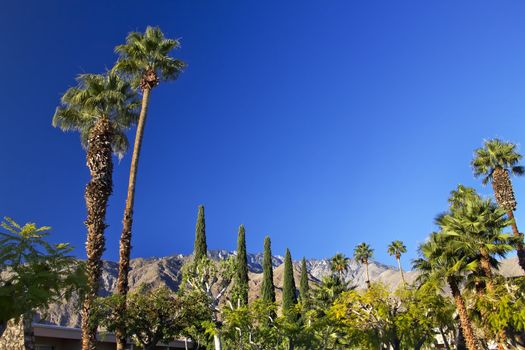 Fan Palms Trees Palm Springs California washingtonia filifera