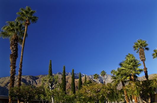 Fan Palms Trees washingtonia filifera Mountains Palm Springs California