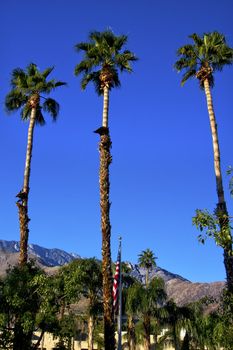 Fan Palms Trees washingtonia filifera American Flag Palm Springs California