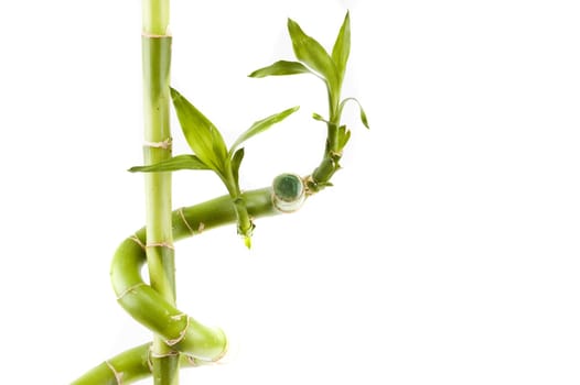 Green Bamboo on a white background