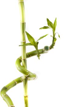 Green Bamboo on a white background
