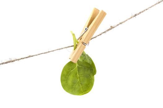 spinach leaves on clothespin