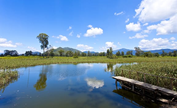 Wetland pond in sunny day