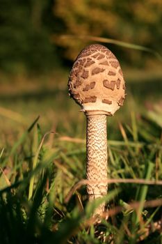 Parasol mushroom