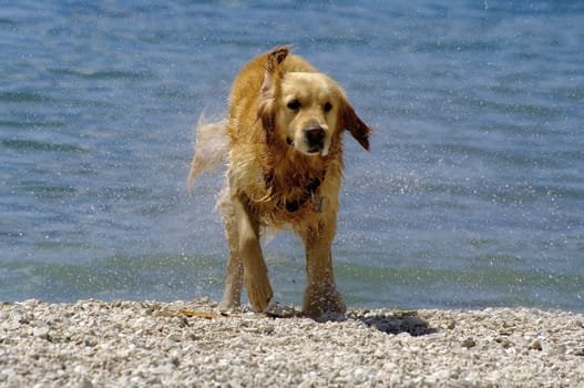 wet pet - dog on the beach