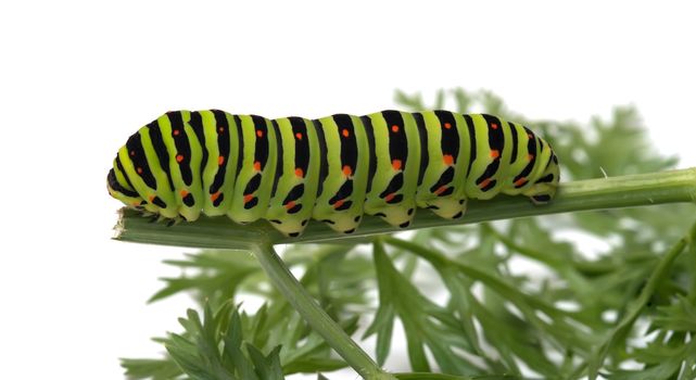 Machaon caterpillar creeps on a grass on a white background.