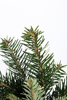 Isolated natural fir branch on white with copyspace