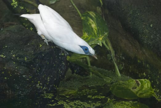 Bali Myna (Leucopsar rothschildi), or Bali Starling, drinking water