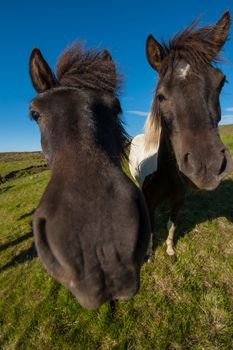 Icelandic horses are rather small and very beautiful. The breed was developed in Iceland and once exported outside the country animals cannot return 