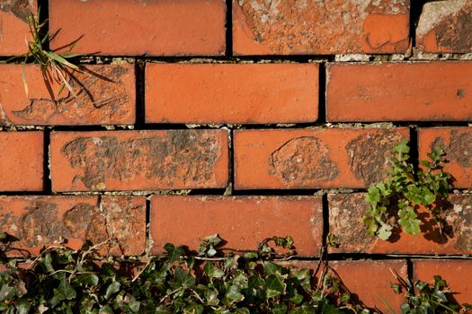 An old red brick wall with gaps and plants growing from it.