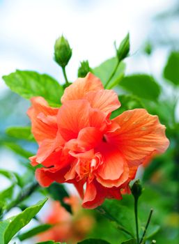 single beautiful orange hibiscus flower on tree