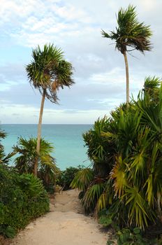 Path with palm trees that leads to ocean