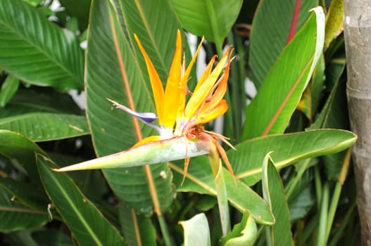 birds of paradise tropical flower in florida