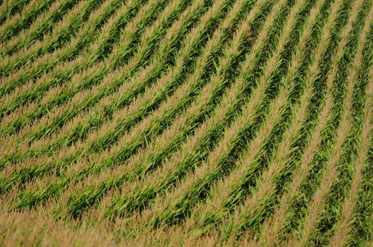 rows of corn on a farm in midwest