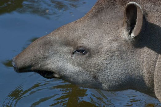 Close up of South American tapir on blue water background