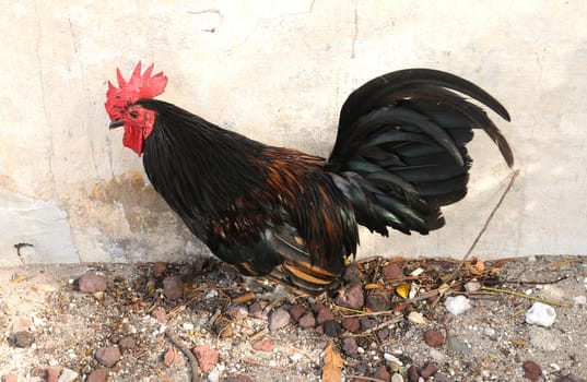 rooster in key west, florida