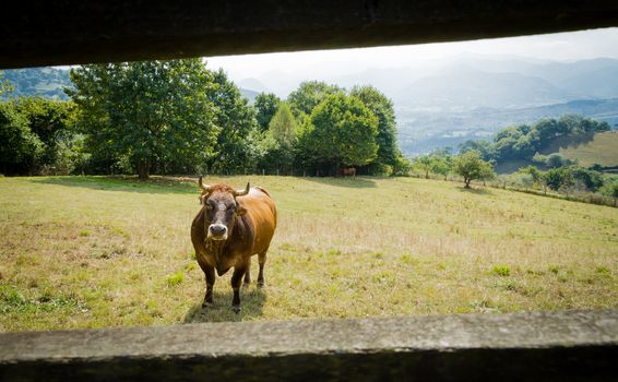 Brown cows grazing on a  meadow behind a wooden fence in Asturias, Spain