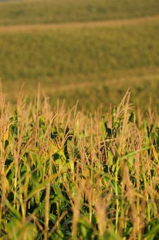 farm in midwest in summertime