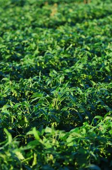 soybeans growing in a field of crops on a farm