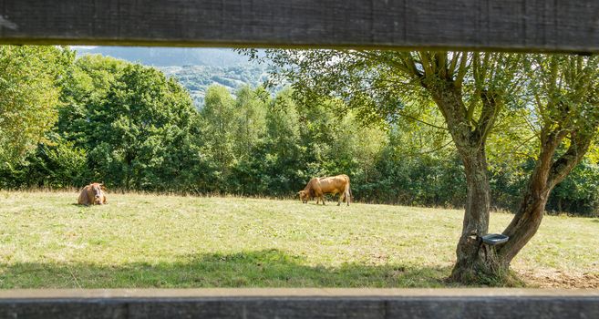 Brown cows grazing on a  meadow behind a wooden fence in Asturias, Spain