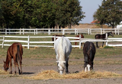 horses and foals in corral farm scene