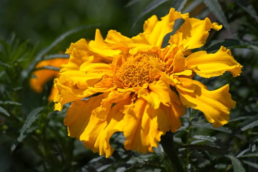 Yellow marigold close-up on  dark background.