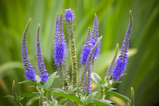 Blue flowers and leaves on  green background. This plant is Veronica.