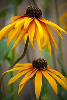 Two yellow flower on  dark background. This rudbeckia.