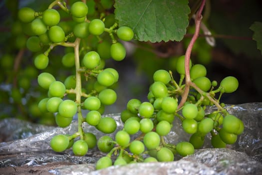 Bunch of green grapes.Image with shallow depth of field.