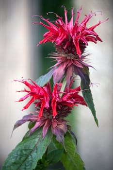 Beautiful Monarda close up against  background of green leaves.