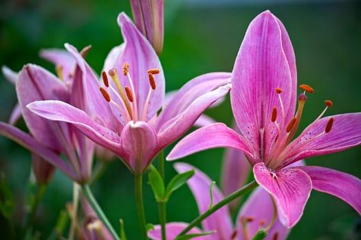 Beautiful lilys close up against  background of green leaves.