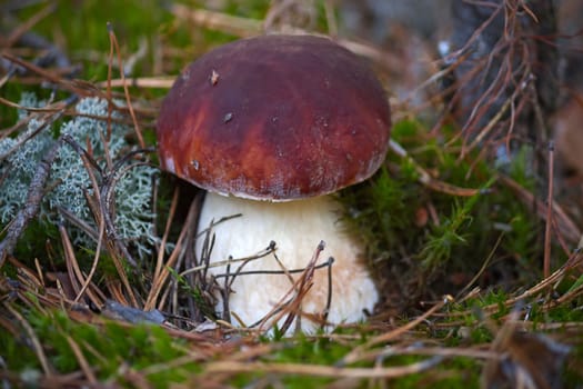 Mushrooms in woods. Image with shallow depth of field.