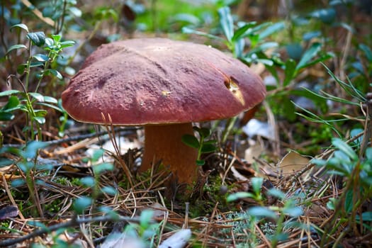 Mushroom in woods. Image with shallow depth of field.