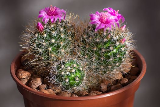 Cactus with flowers  on dark  background (Mammillaria).Image with shallow depth of field.