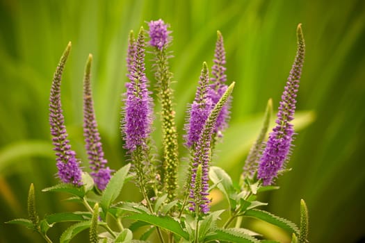 Purple  flowers and leaves on  green background. This plant is Veronica.